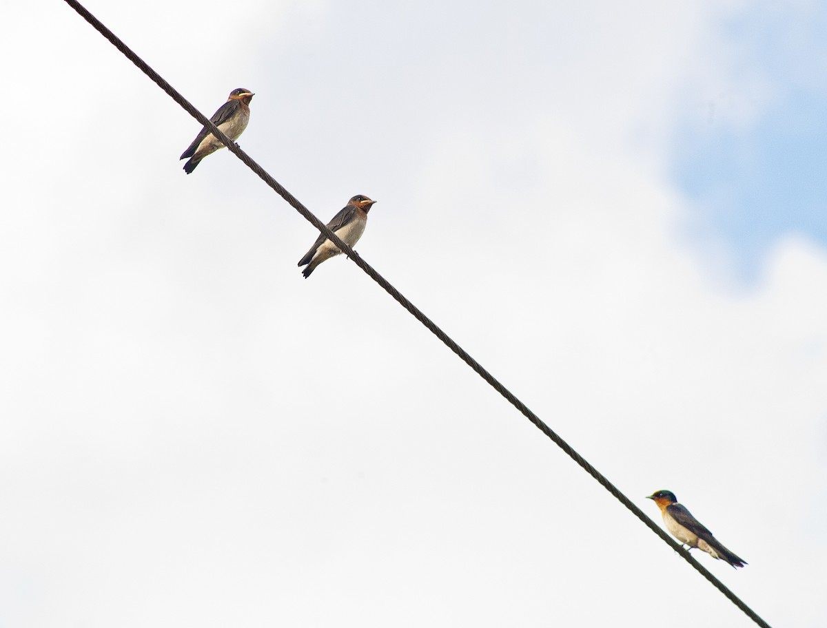 vlaštovka pacifická - ML620665419