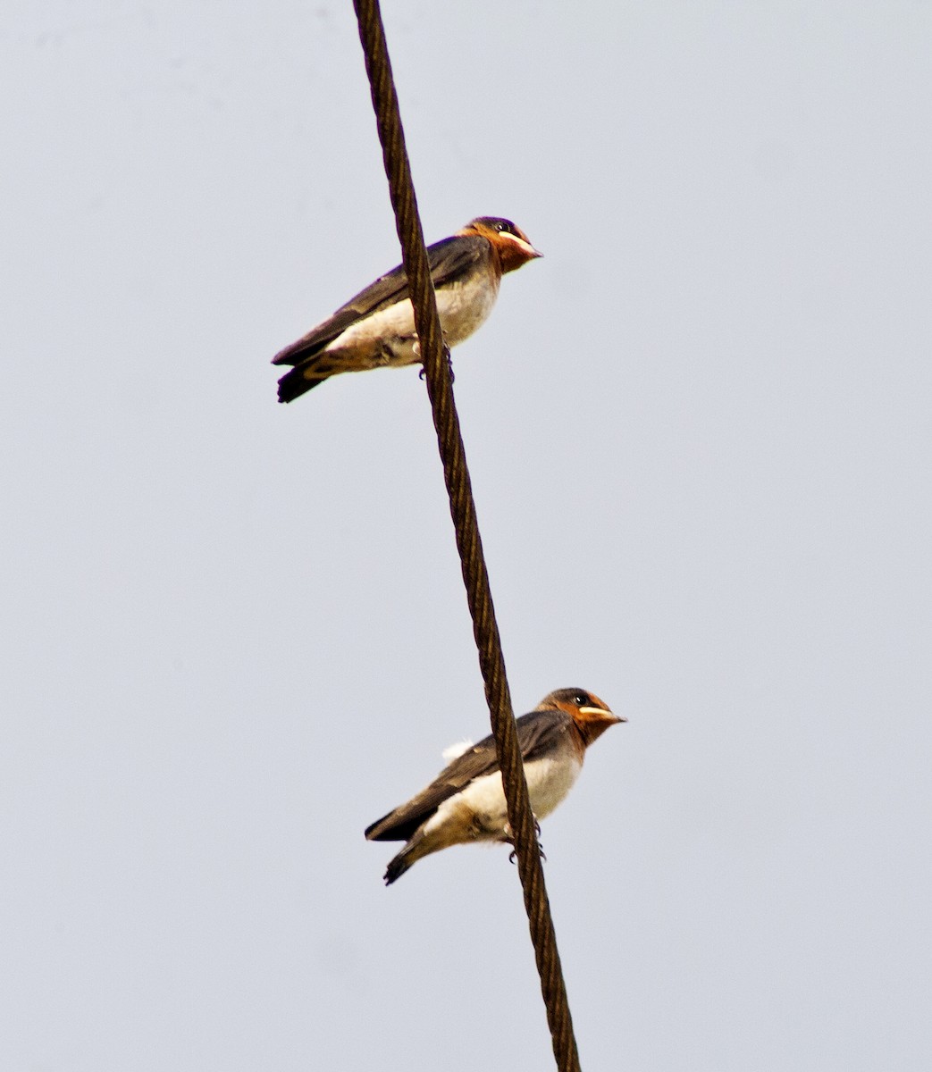 Pacific Swallow - ML620665420