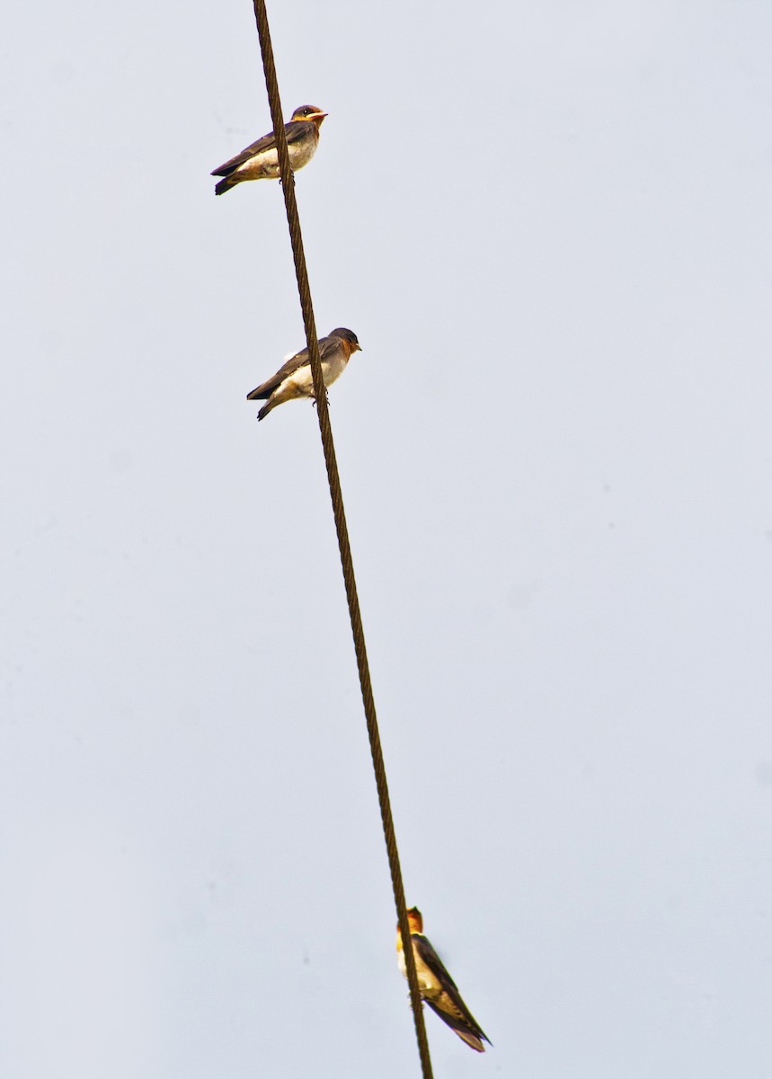 Pacific Swallow - ML620665421