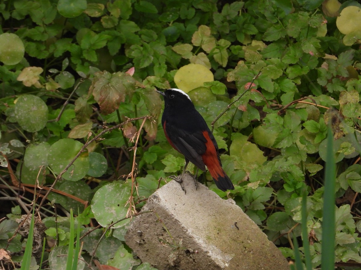 White-capped Redstart - ML620665426