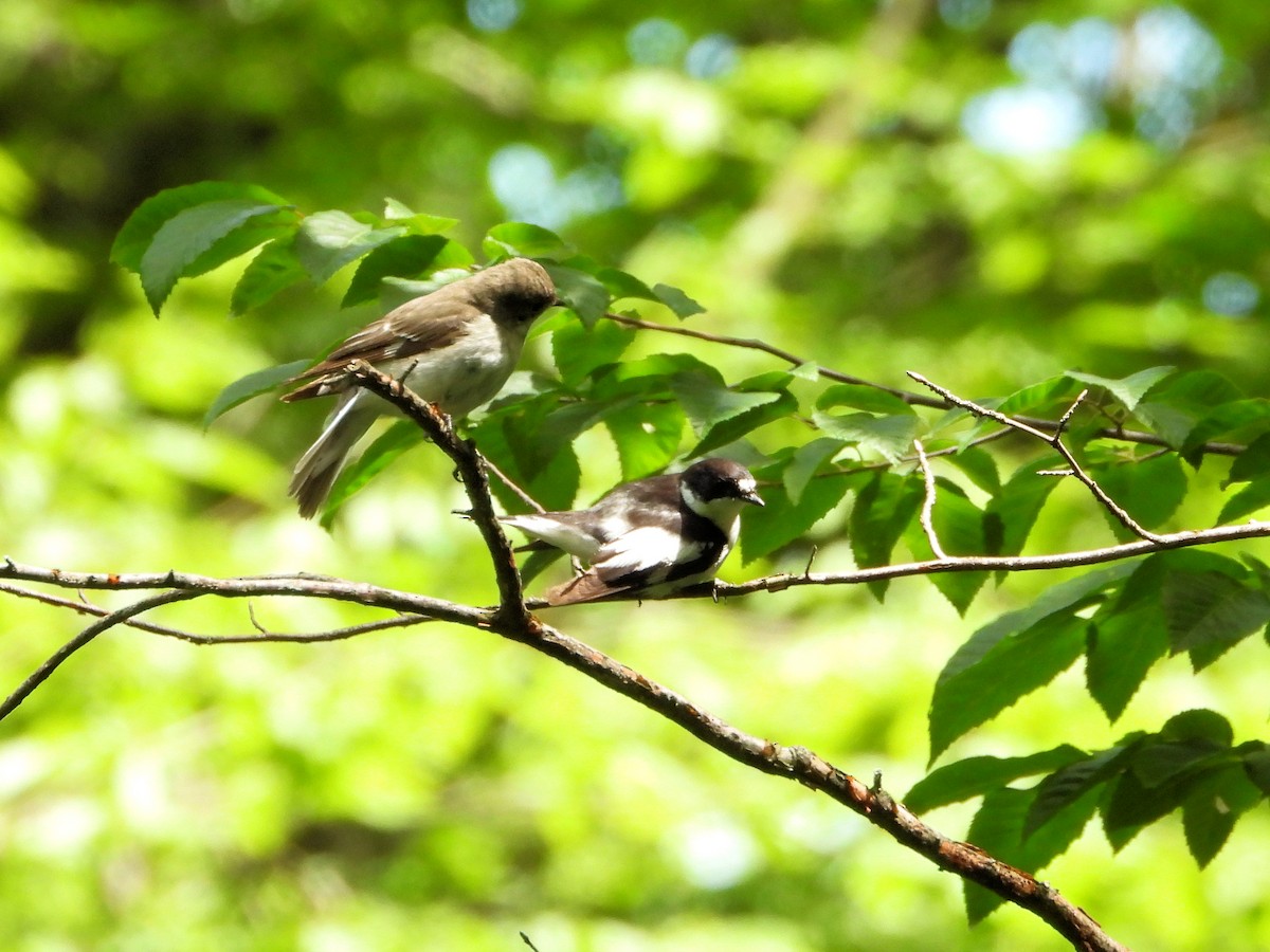 Semicollared Flycatcher - Martin Rheinheimer