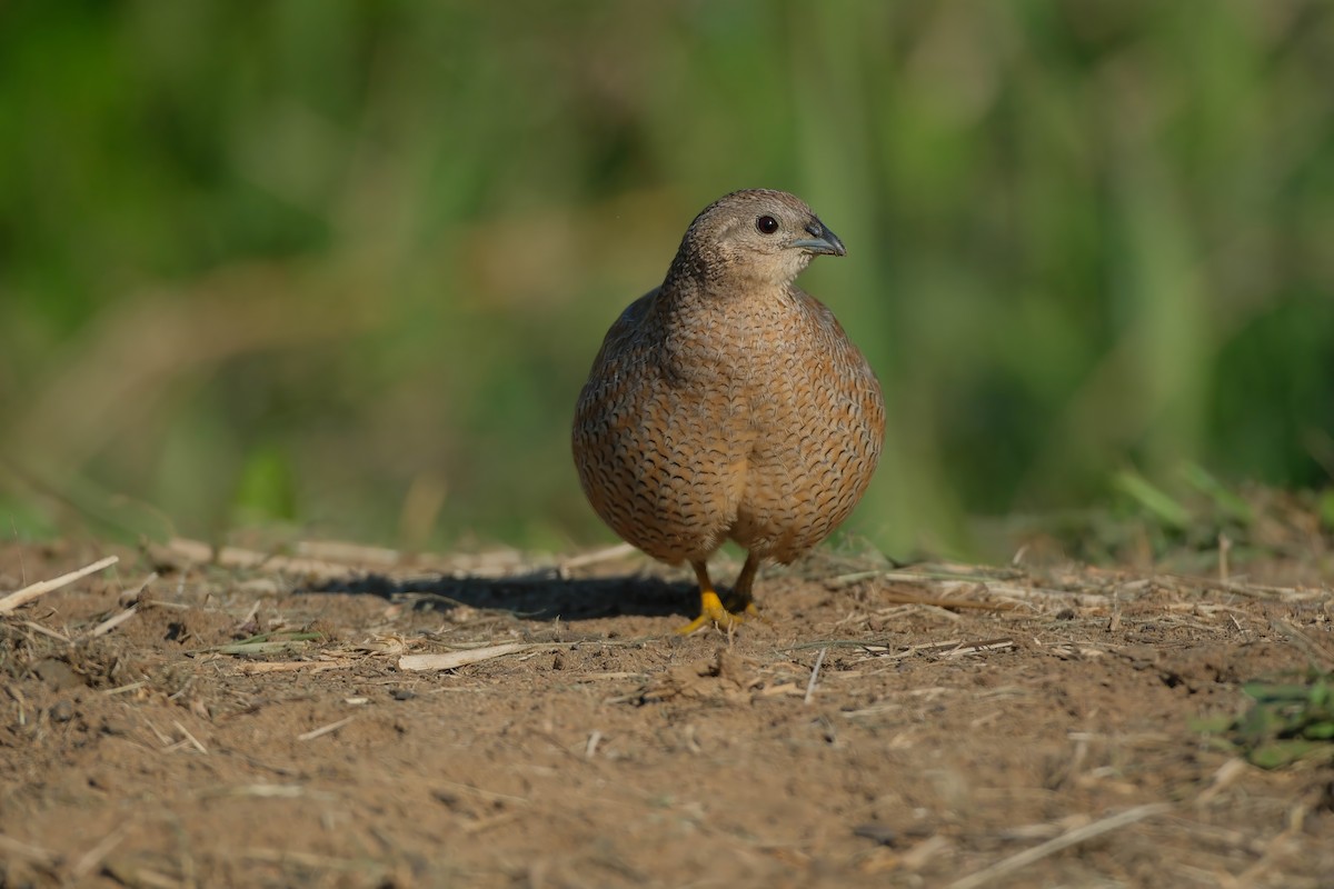 Brown Quail - ML620665430