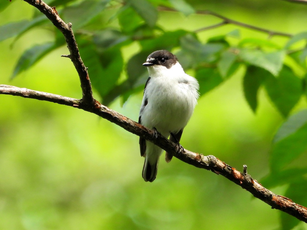 Semicollared Flycatcher - ML620665431