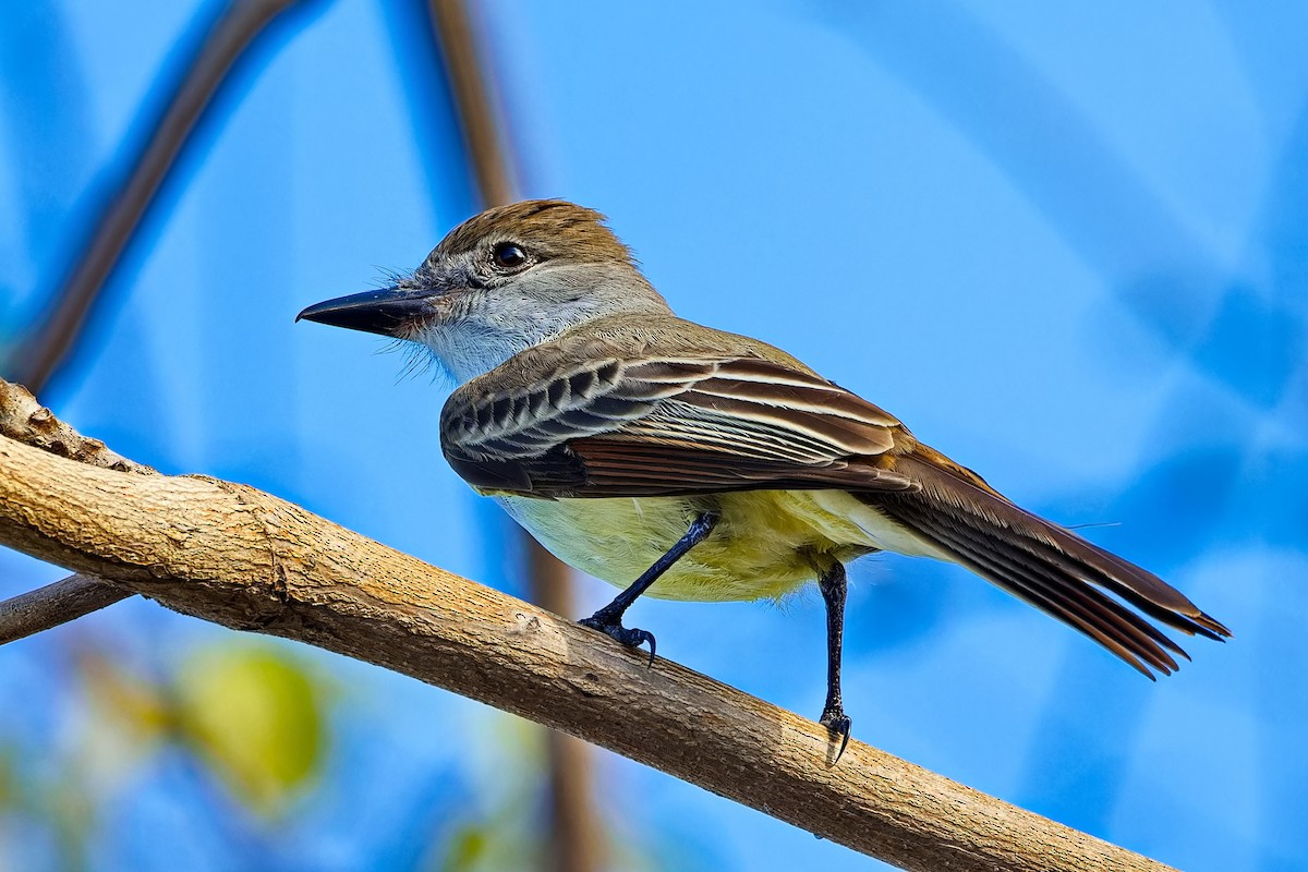 Dusky-capped Flycatcher - ML620665433