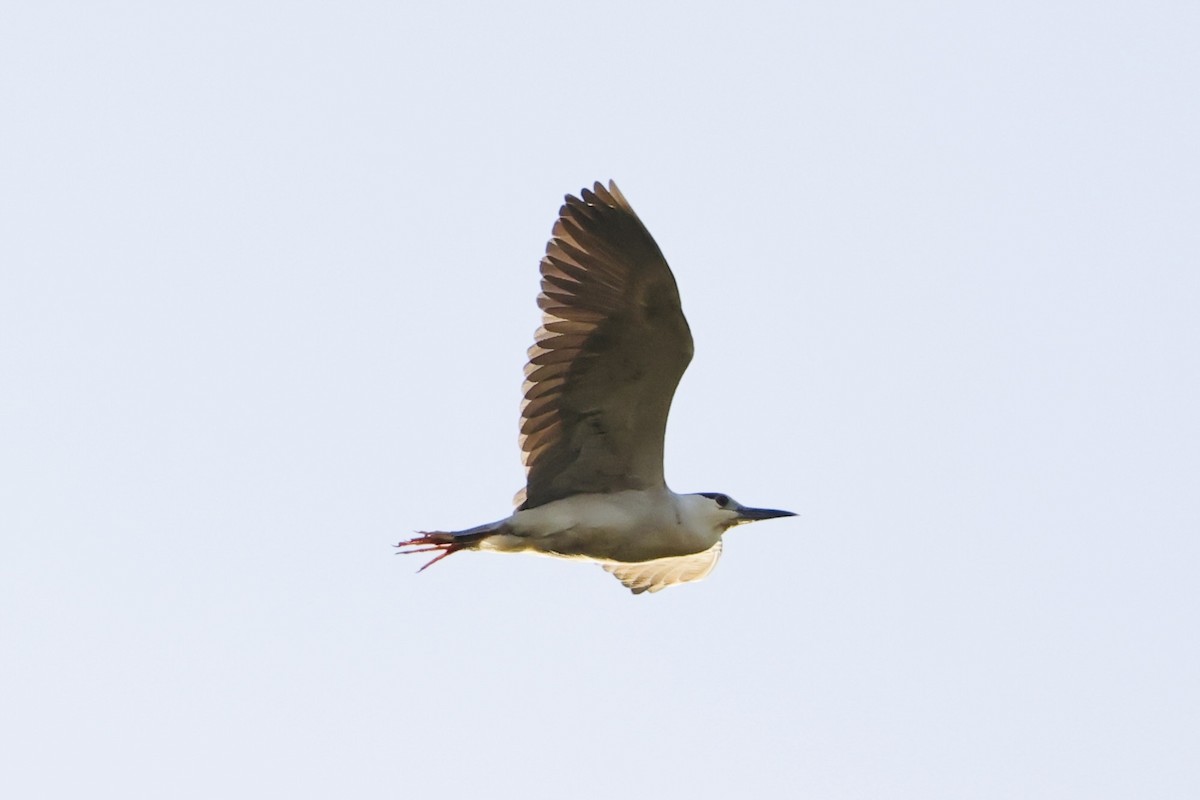 Black-crowned Night Heron - ML620665434