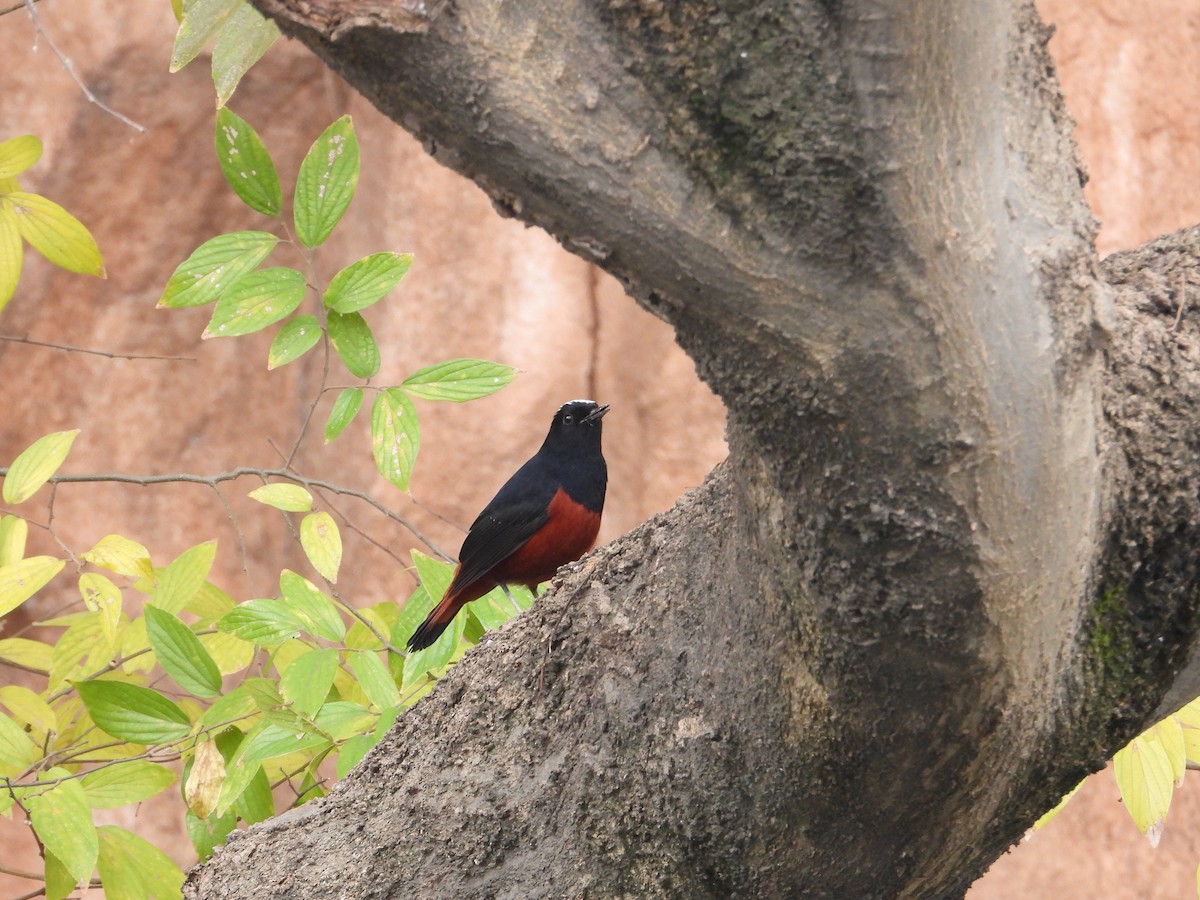 White-capped Redstart - ML620665435