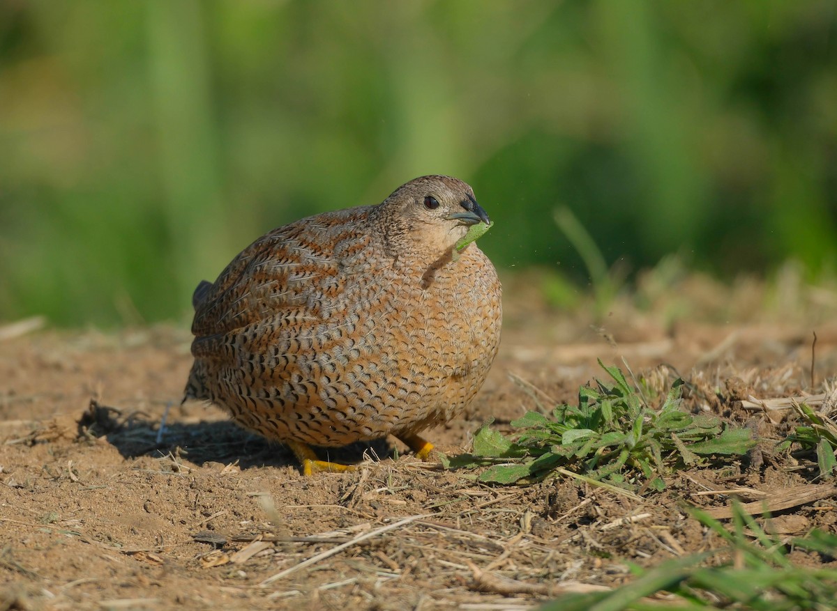 Brown Quail - ML620665436