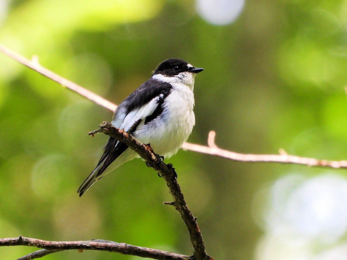 Semicollared Flycatcher - ML620665438