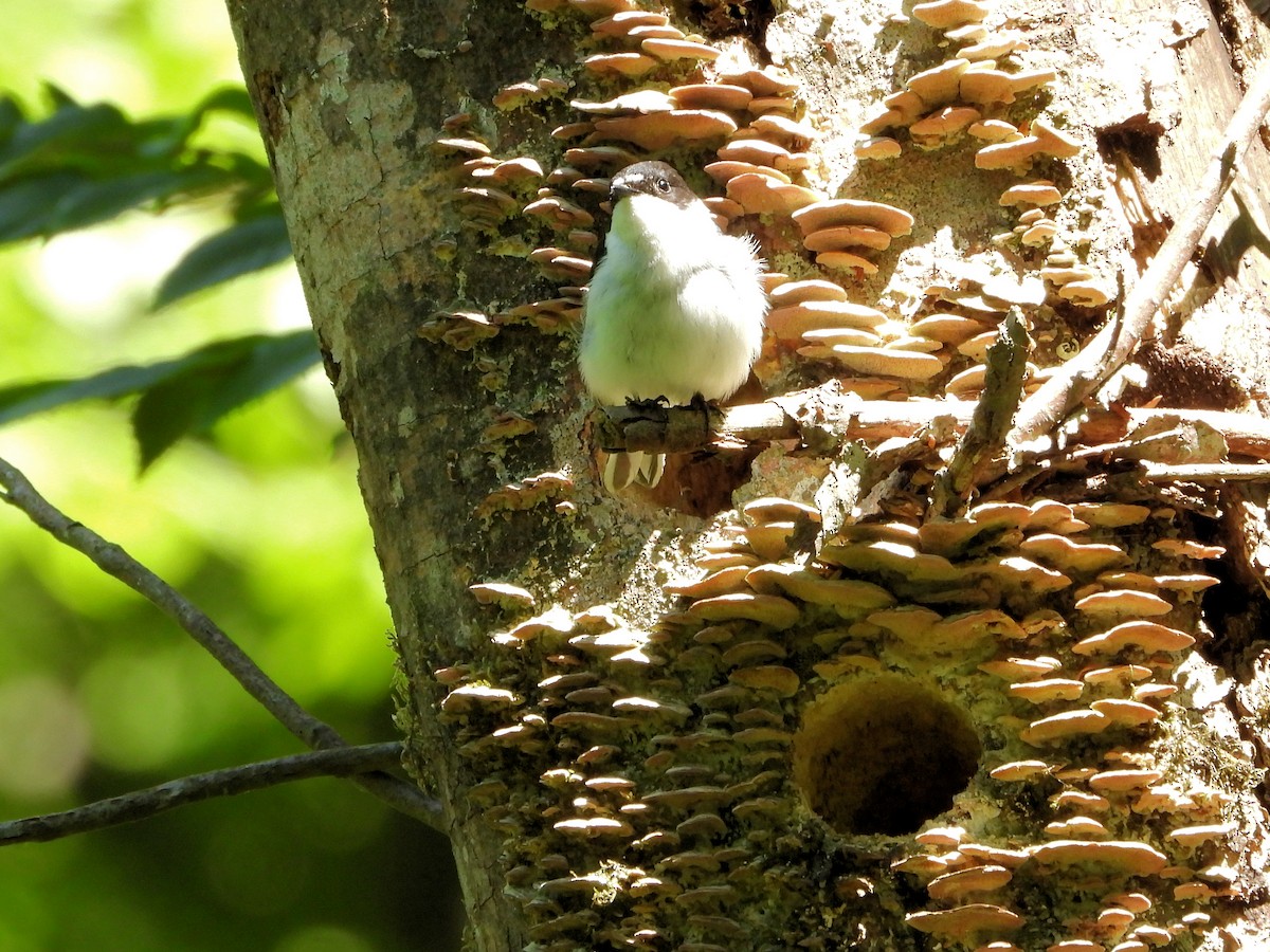 Semicollared Flycatcher - ML620665440