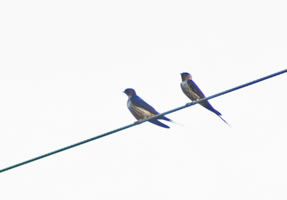 Eastern Red-rumped Swallow (Striated) - ML620665441