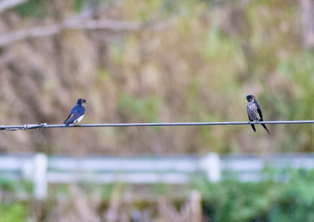 Striated Swallow - ML620665442