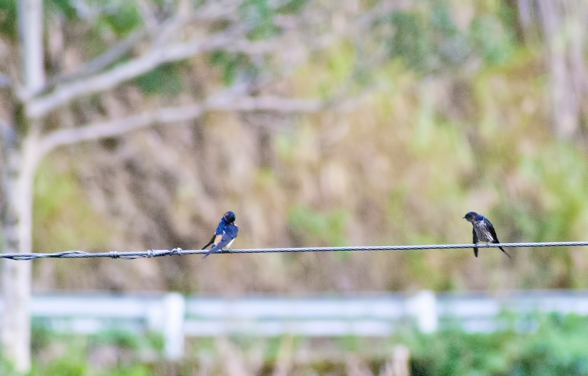Eastern Red-rumped Swallow (Striated) - ML620665443