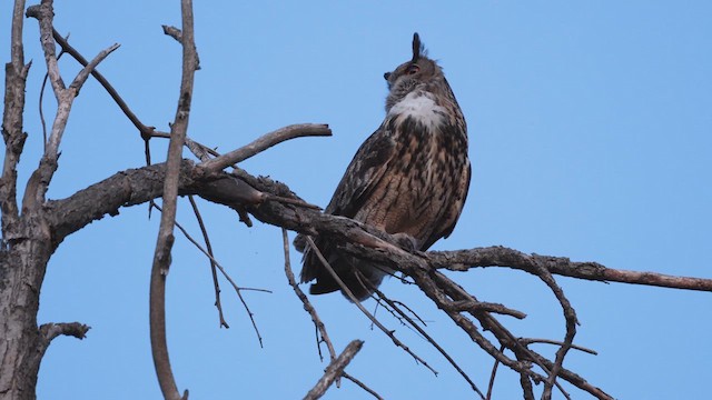 Eurasian Eagle-Owl - ML620665445