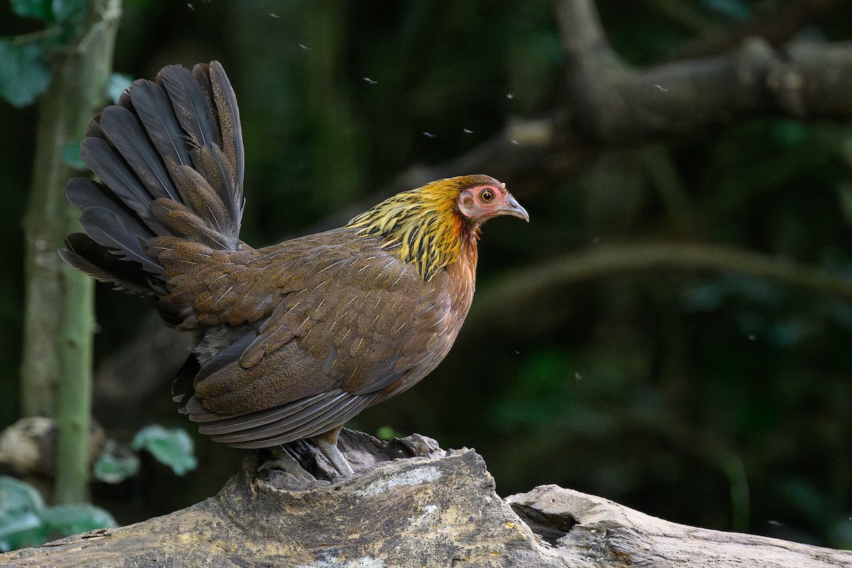 Red Junglefowl - ML620665446