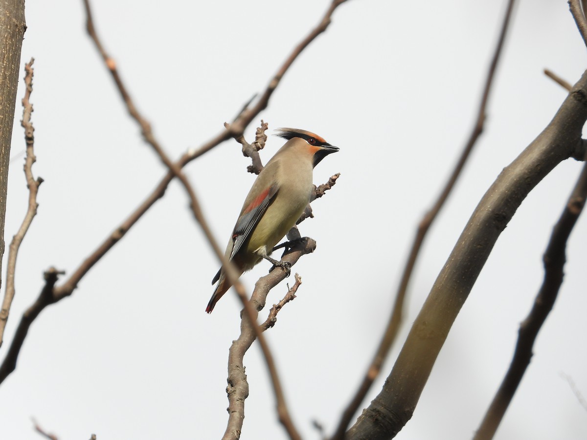 Japanese Waxwing - ML620665448