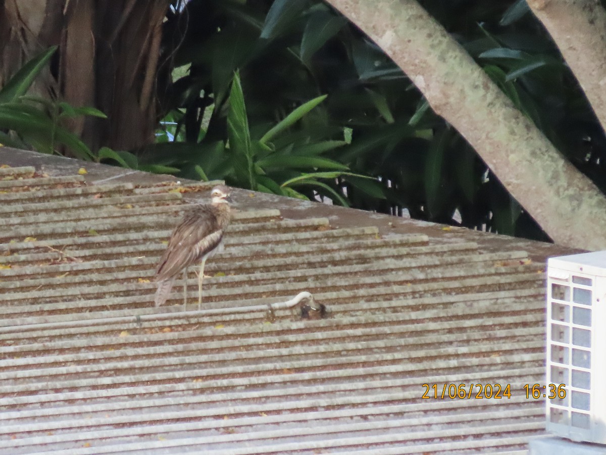 Bush Thick-knee - ML620665449