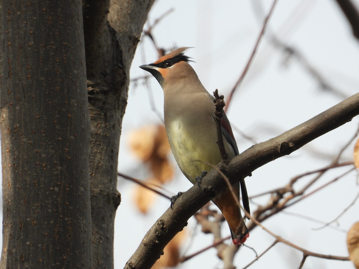 Japanese Waxwing - ML620665451