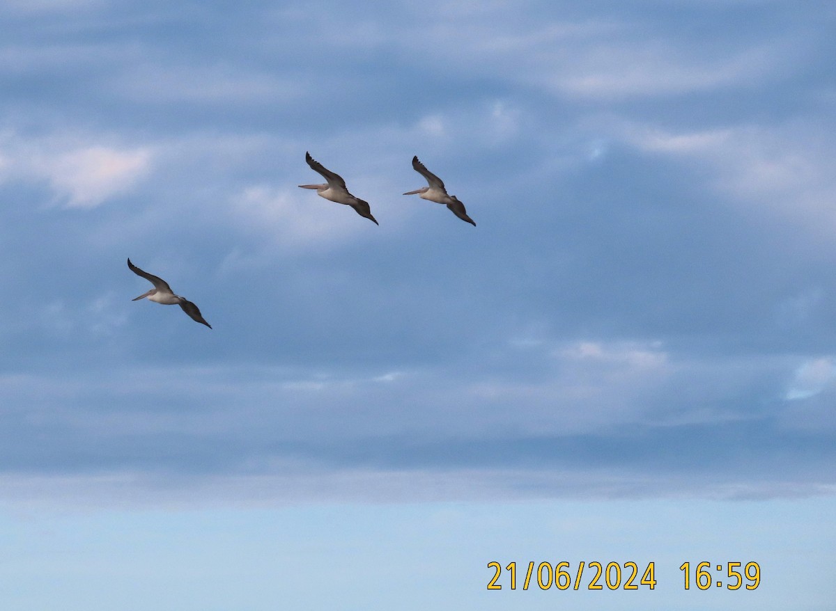 Australian Pelican - ML620665454