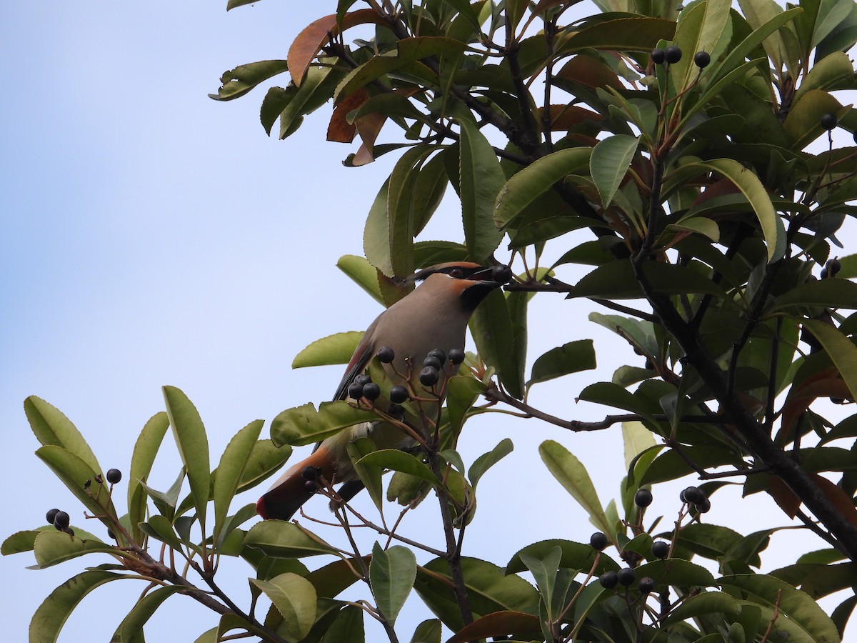 Japanese Waxwing - ML620665455