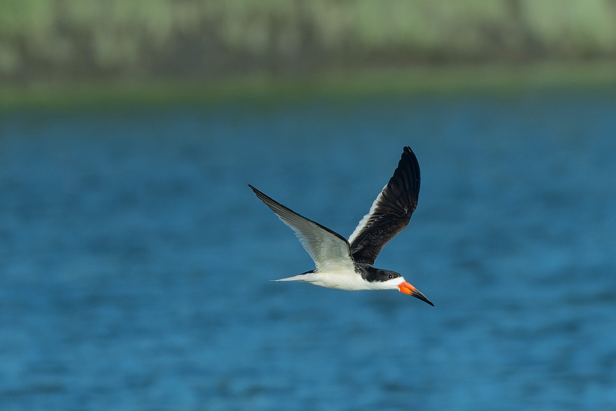 Black Skimmer - ML620665457