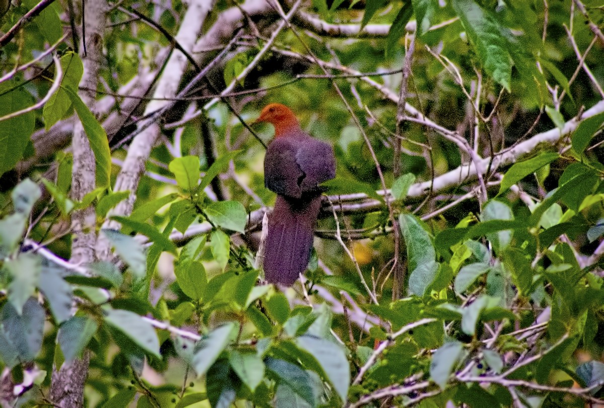 Philippine Cuckoo-Dove - ML620665458