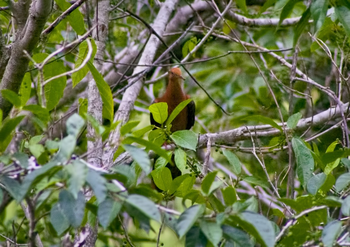 Philippine Cuckoo-Dove - ML620665459