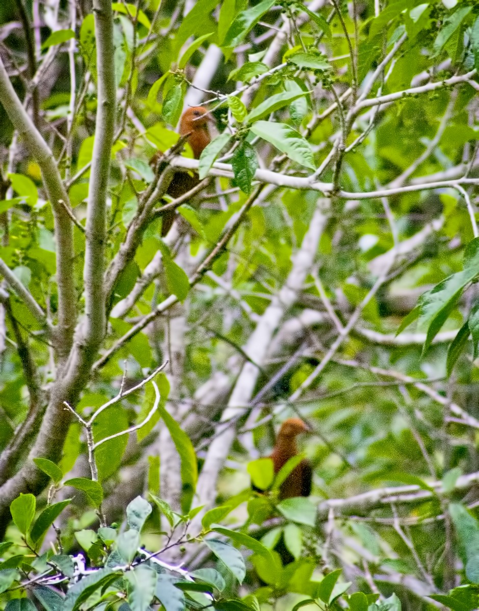 Philippine Cuckoo-Dove - ML620665460
