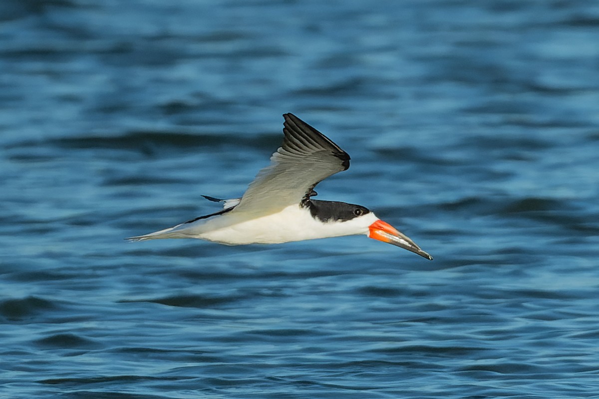 Black Skimmer - ML620665461