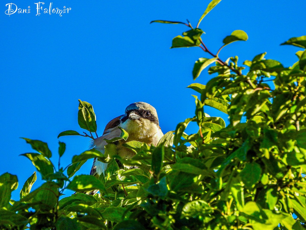 Red-backed Shrike - ML620665463