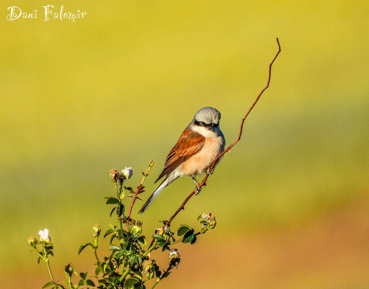 Red-backed Shrike - ML620665464