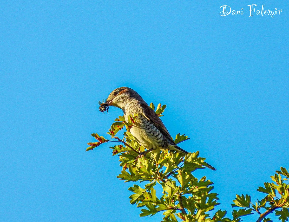 Red-backed Shrike - ML620665465