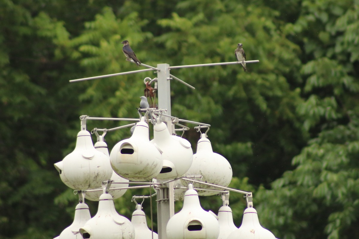 Purple Martin - ML620665468