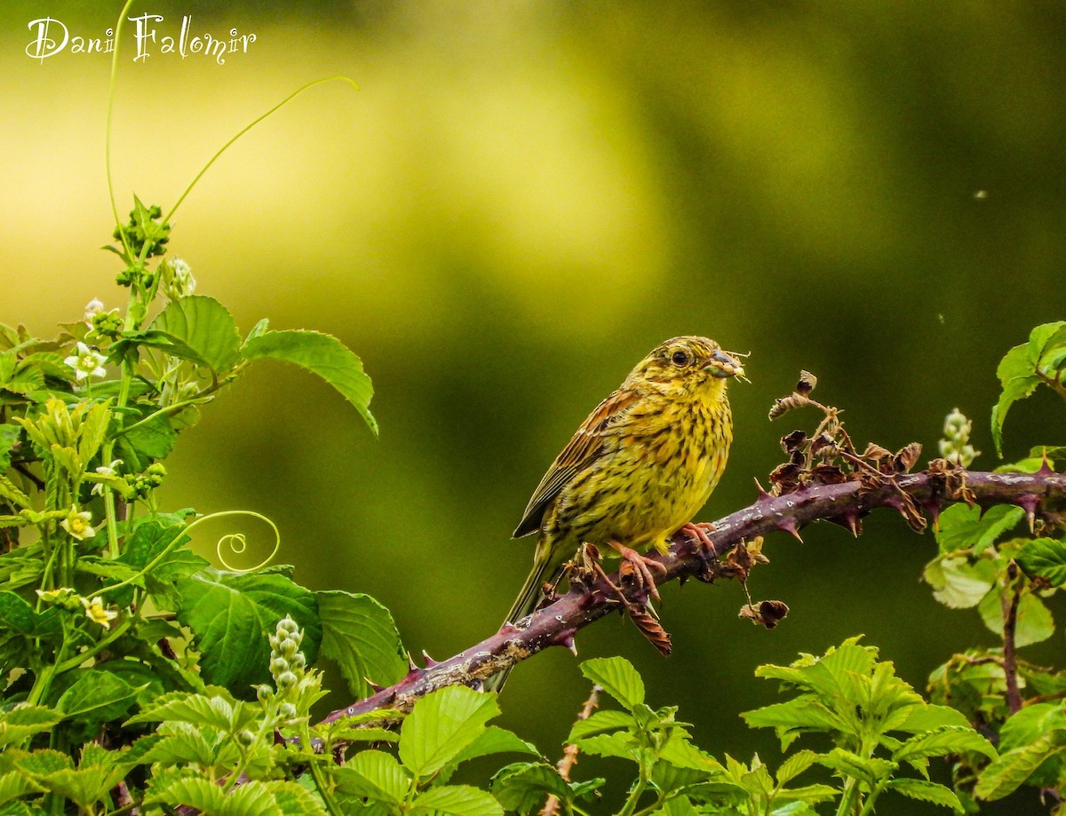 Cirl Bunting - ML620665469