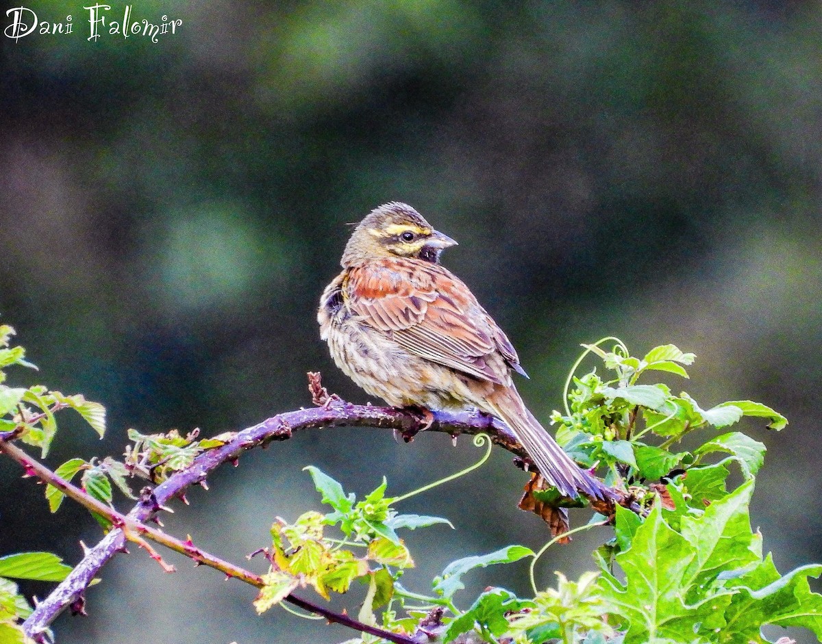 Cirl Bunting - ML620665470