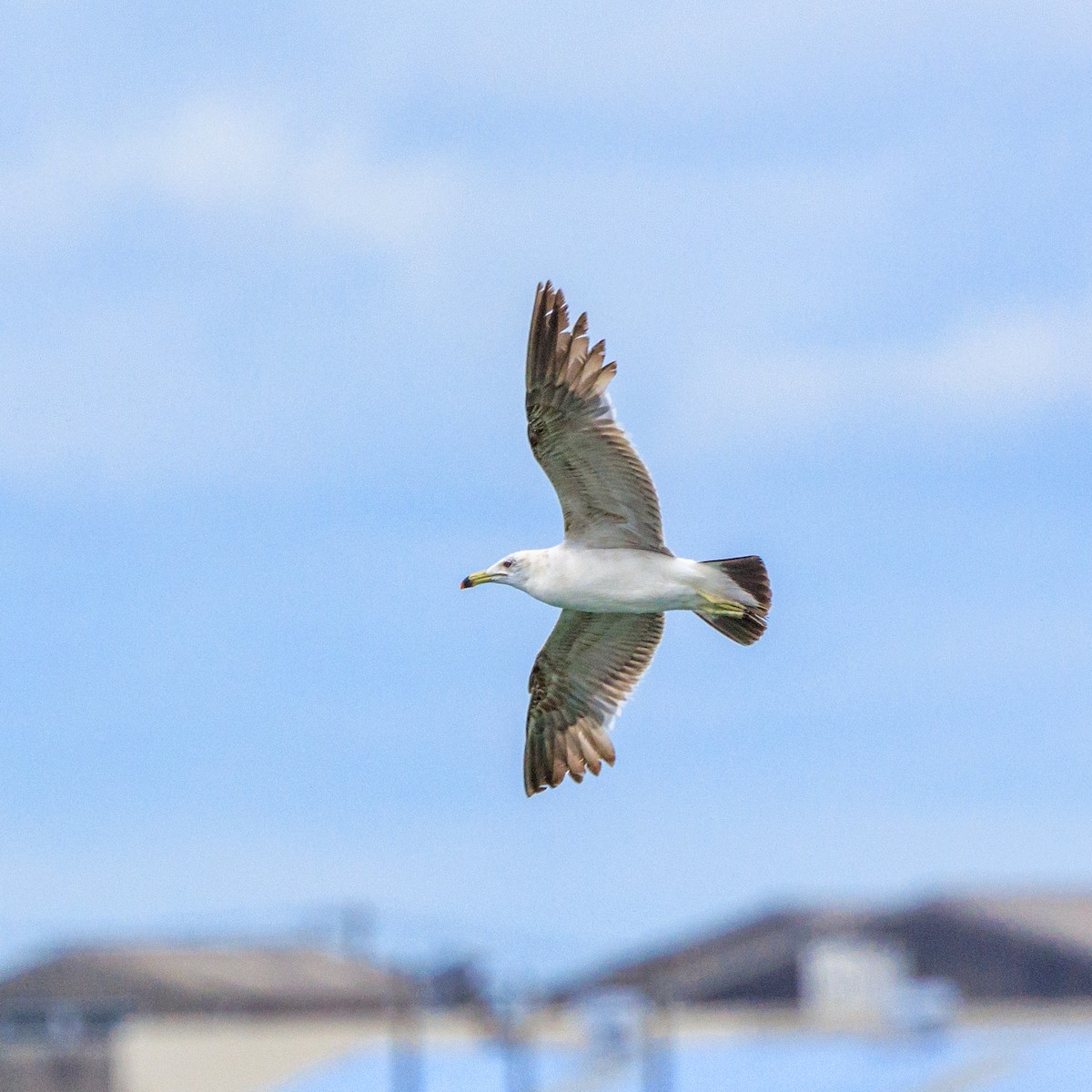 Black-tailed Gull - ML620665471