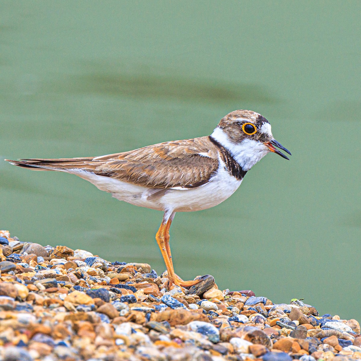 Little Ringed Plover - ML620665474