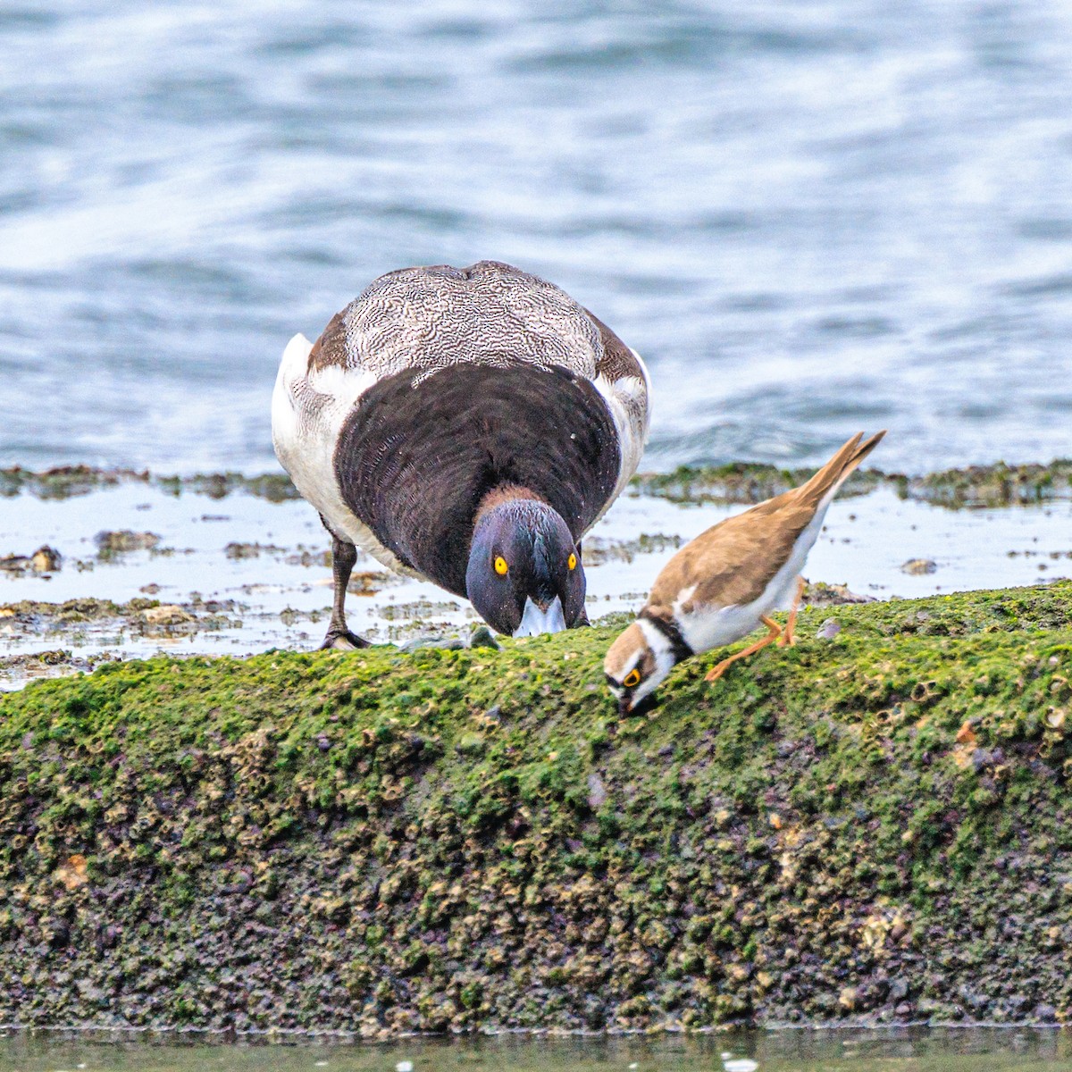 Greater Scaup - ML620665477