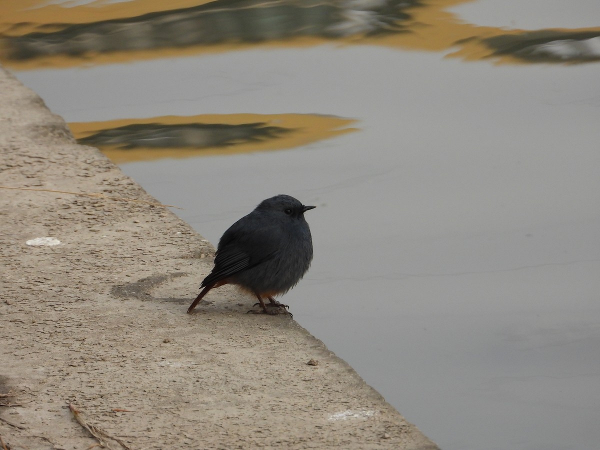 Plumbeous Redstart - ML620665479