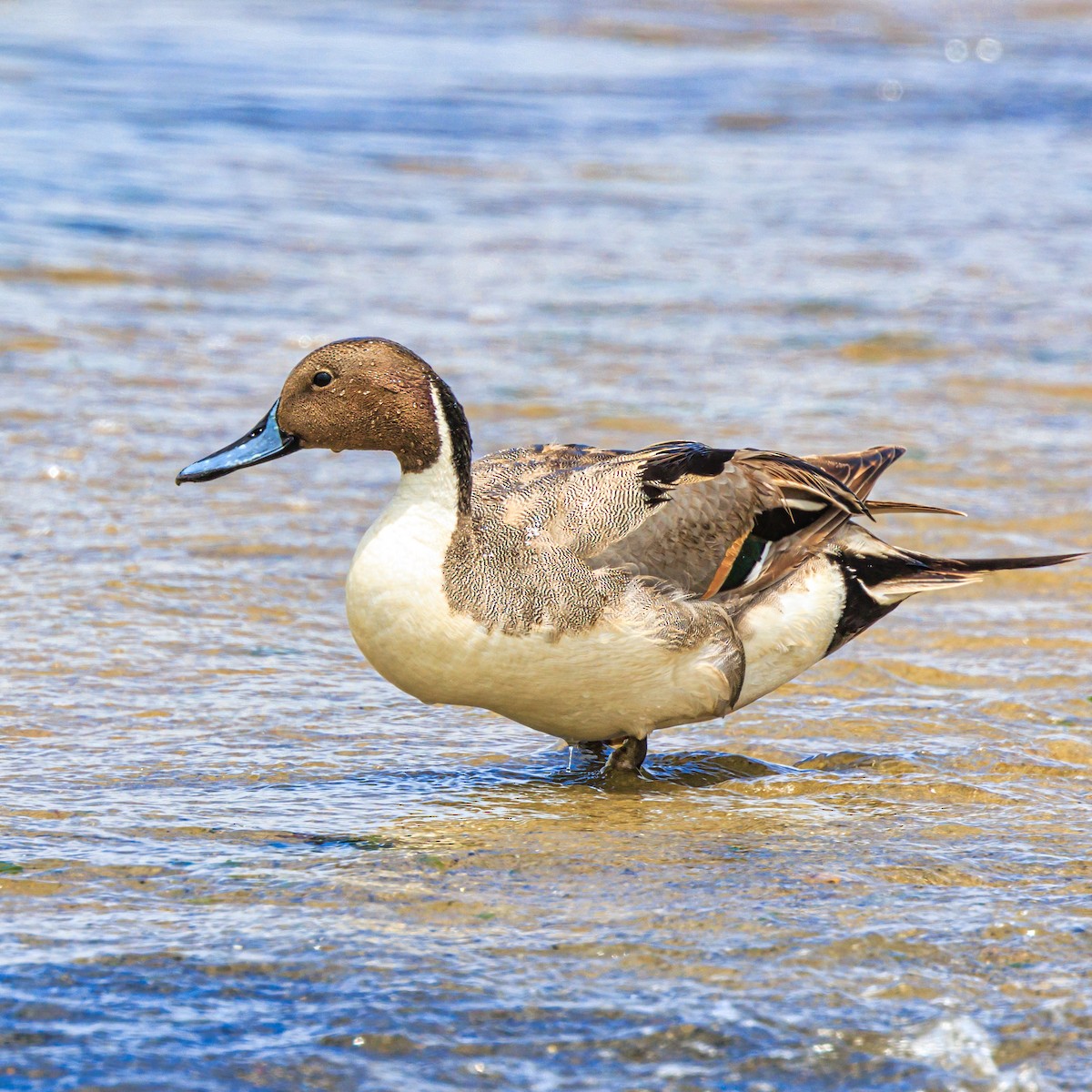 Northern Pintail - ML620665480