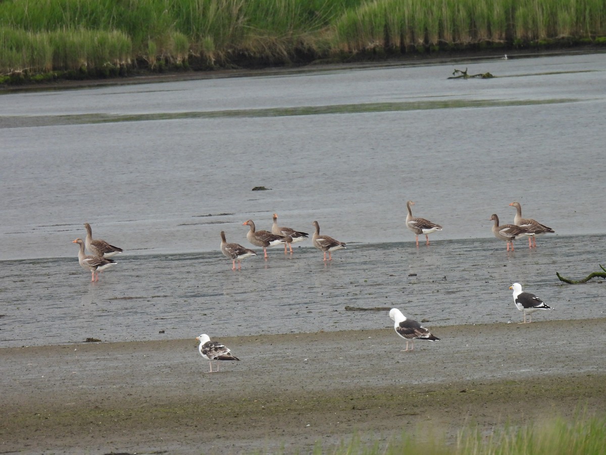 Graylag Goose - ML620665481