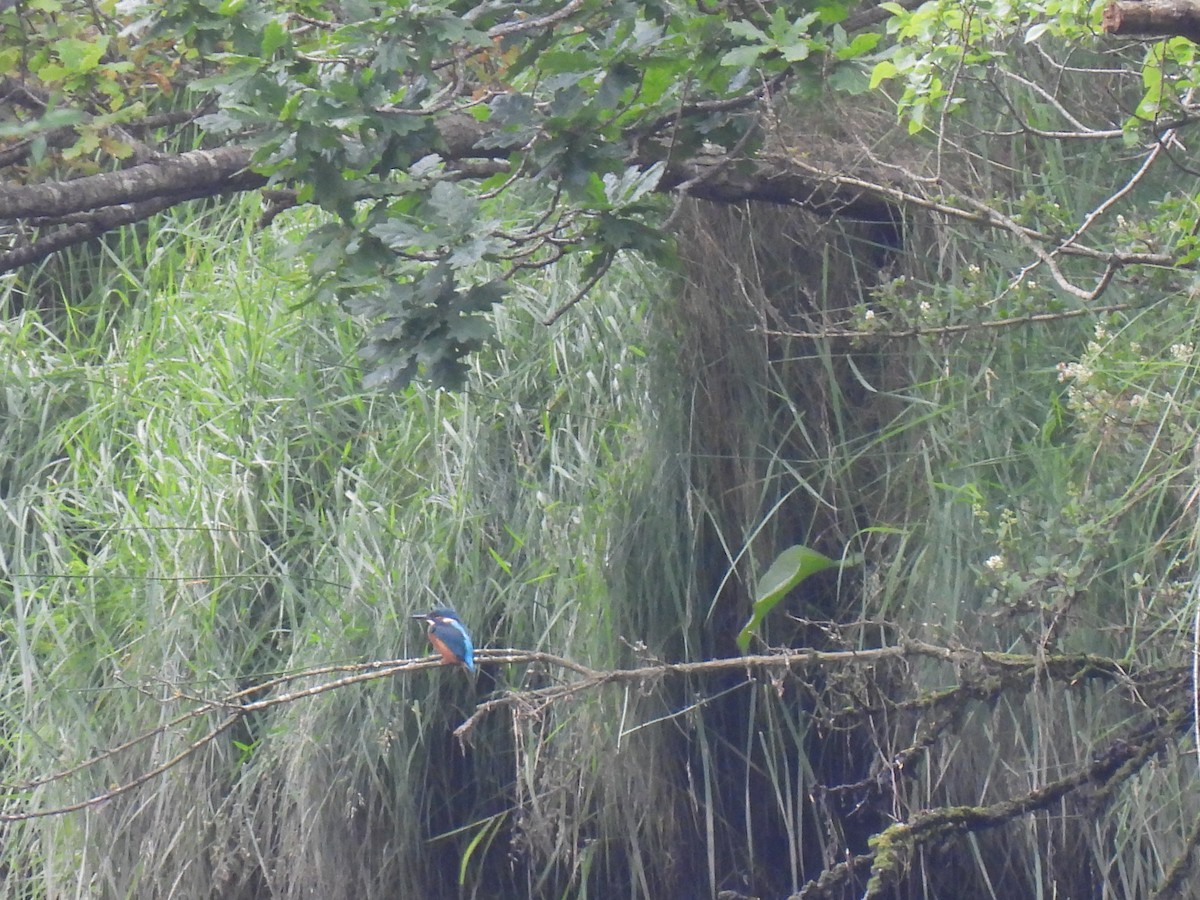 Common Kingfisher - ML620665484