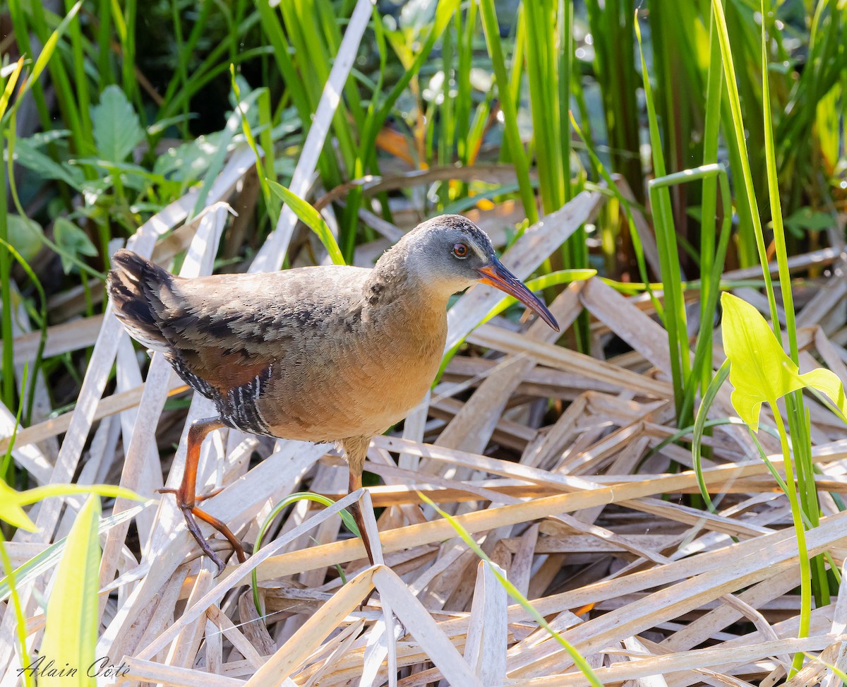 Virginia Rail - ML620665486