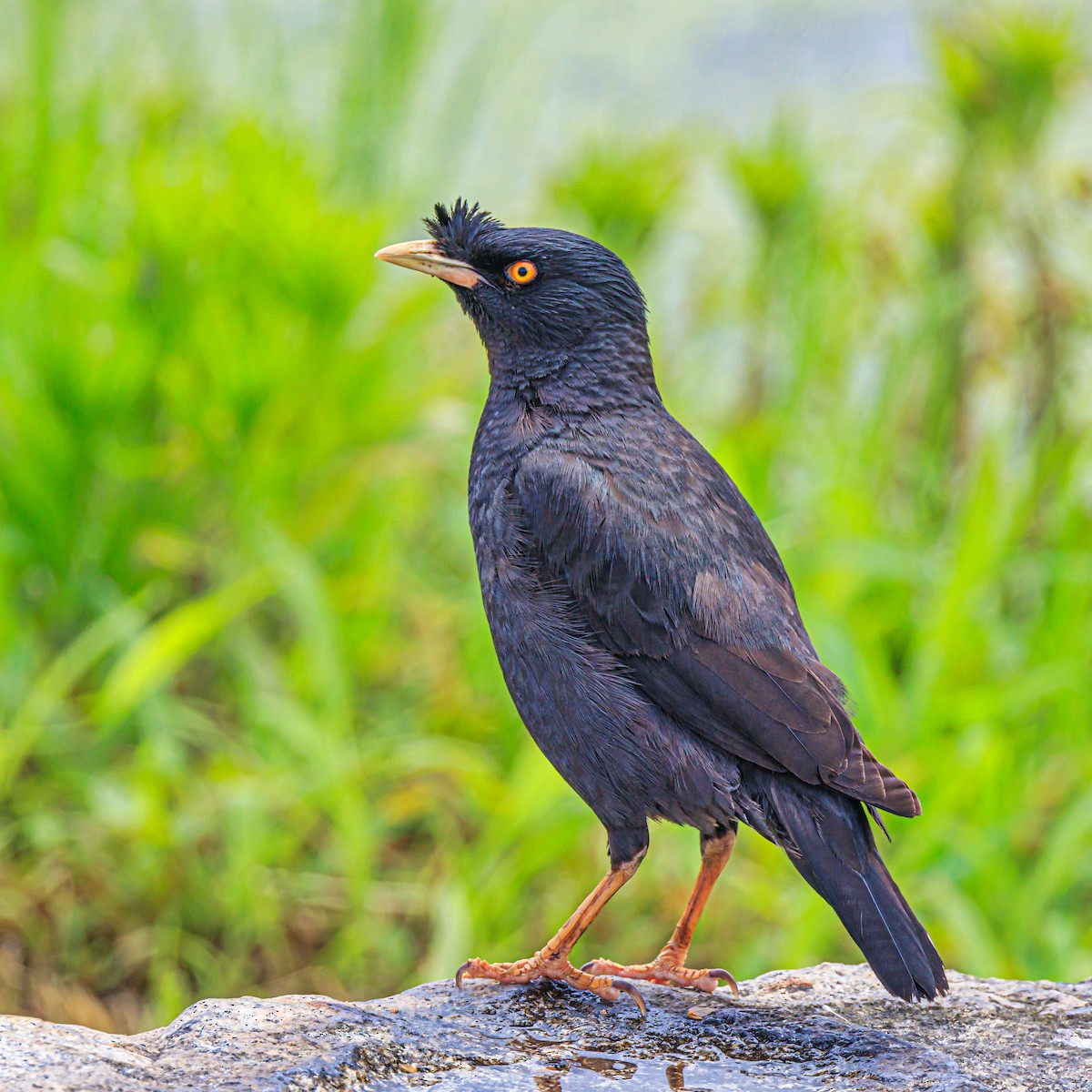 Crested Myna - Masaharu Inada