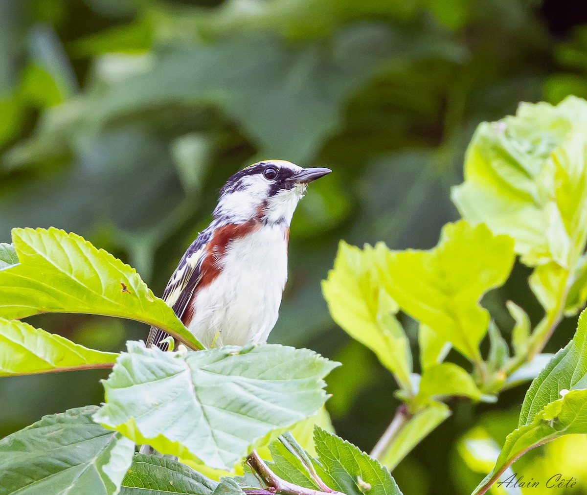 Chestnut-sided Warbler - ML620665488