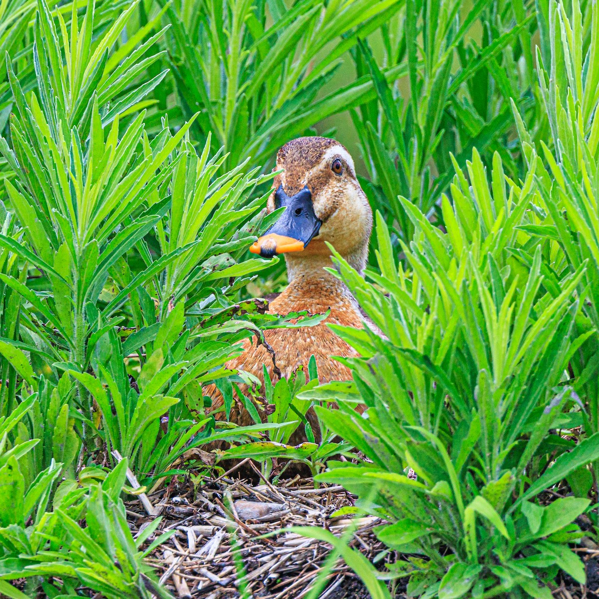 Mallard x Eastern Spot-billed Duck (hybrid) - ML620665489