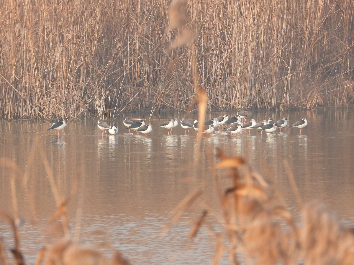 Black-winged Stilt - ML620665492