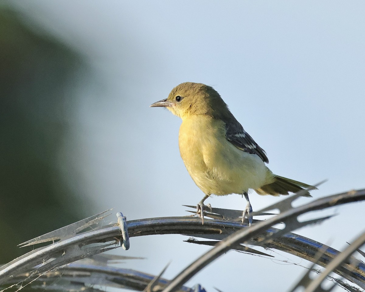 Hooded Oriole - ML620665495