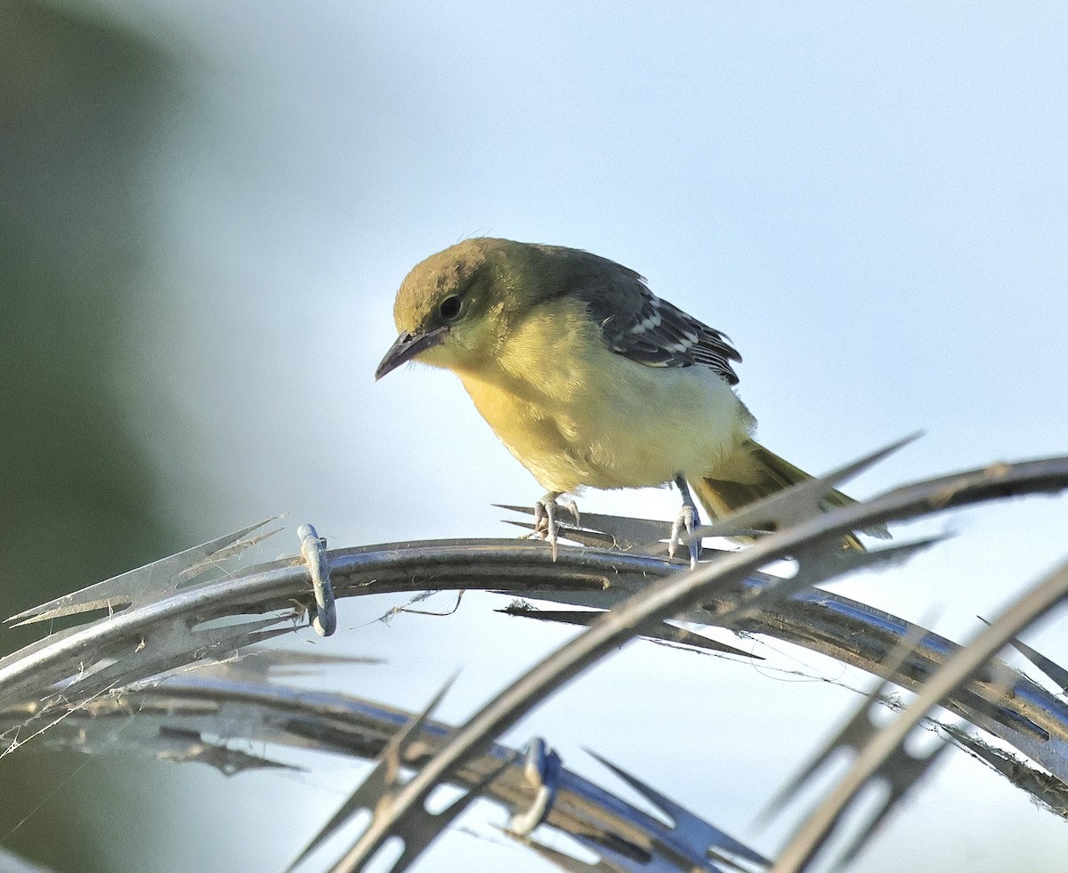 Hooded Oriole - ML620665496