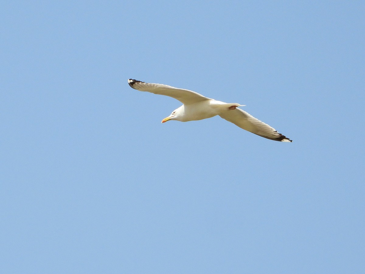 Caspian Gull - ML620665497