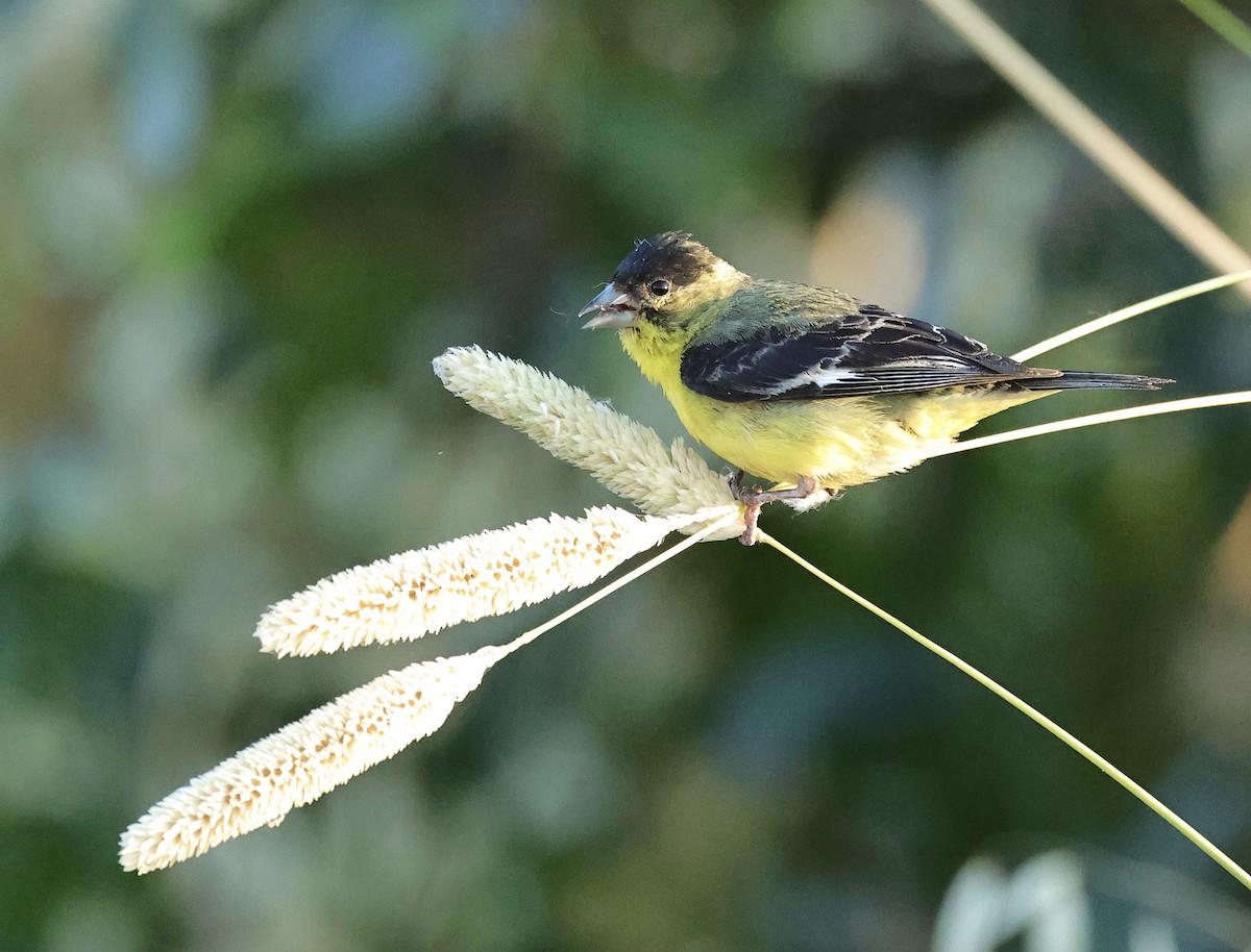 Lesser Goldfinch - ML620665508